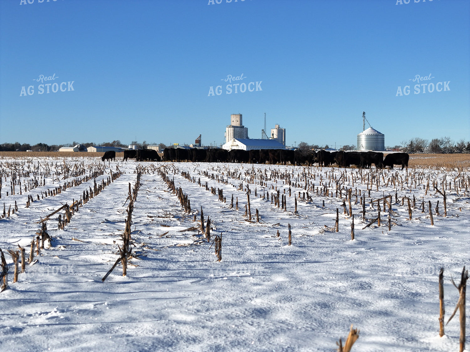 Feeding Cattle in Winter 239471