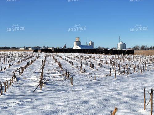 Feeding Cattle in Winter 239471