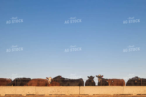 Cattle on Feedlot 72148