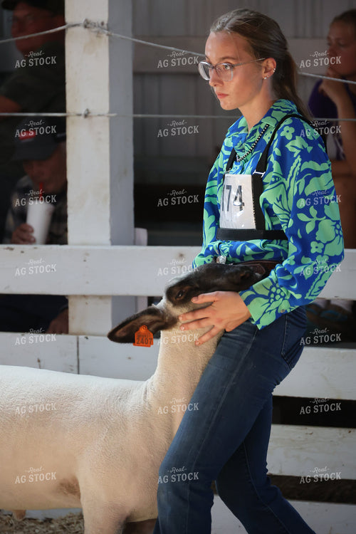 Showing Sheep 194018