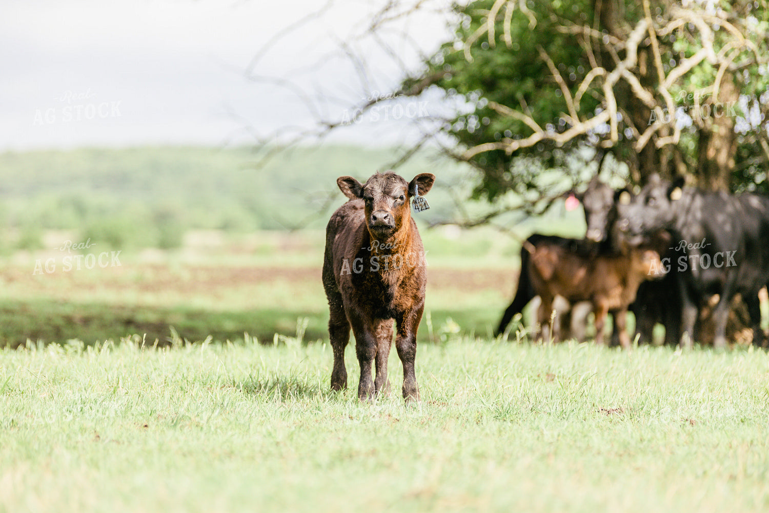 Calf in Pasture 131013
