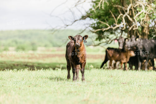 Calf in Pasture 131013