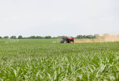 Spreading Fertilizer in a Growing Corn Field 79302