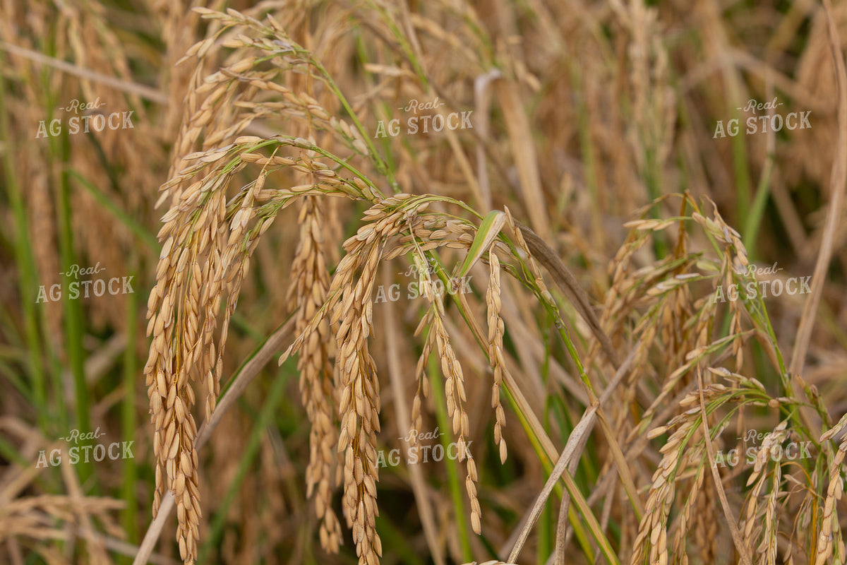 Rice Close Up 291112