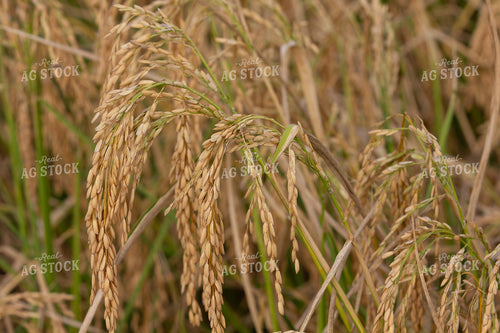 Rice Close Up 291112