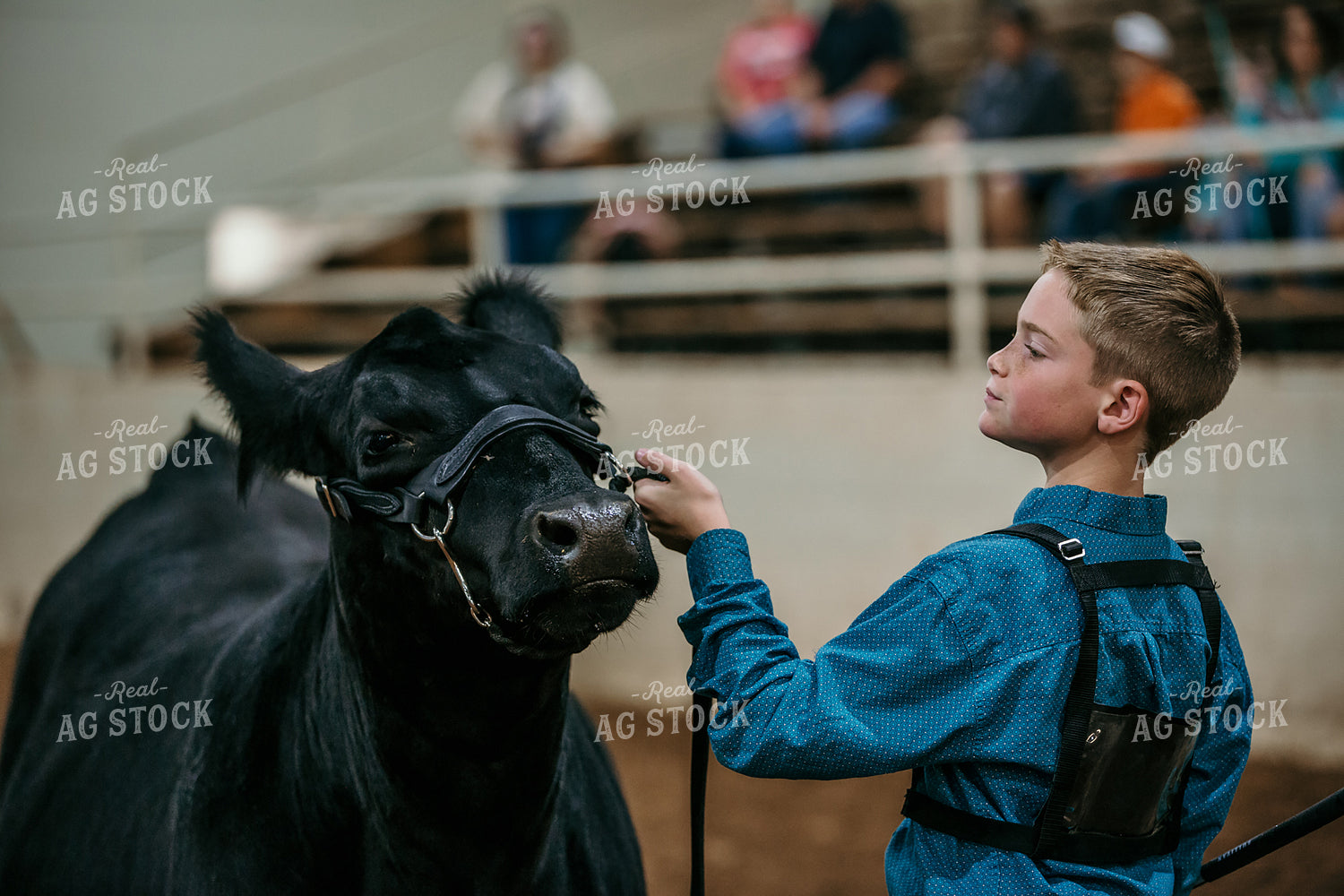 Farm Kid Showing Cow 98037