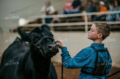 Farm Kid Showing Cow 98037
