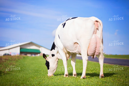 Holstein Cow 55161