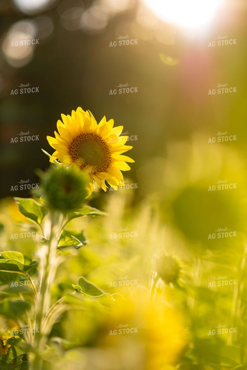 Sunflower 136235