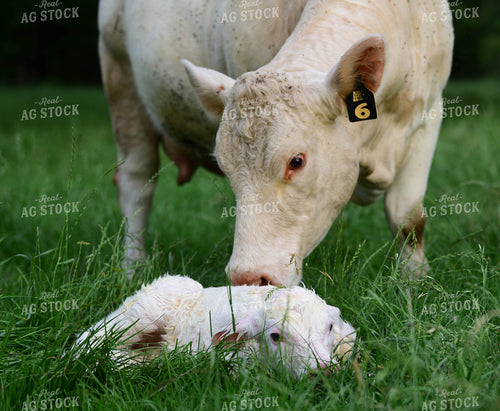 Charolais Cow with Newborn Calf 192008