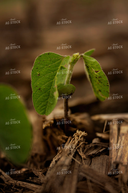 Early Season Soybeans 9685