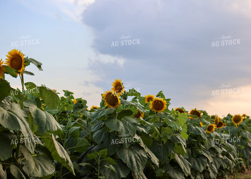 Sunflowers 160188