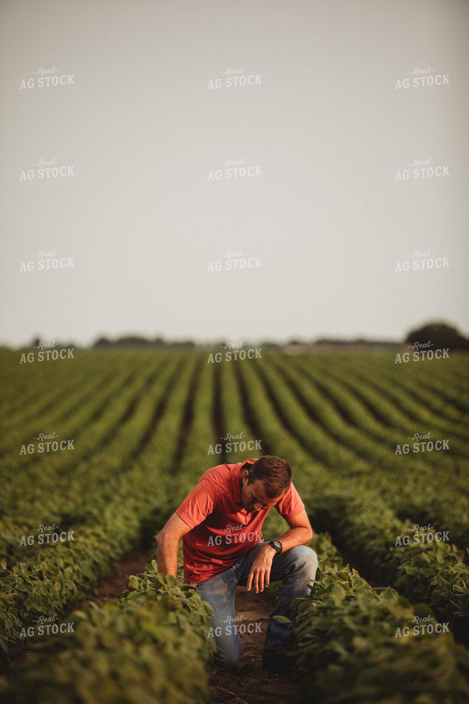 Farmer Checking Soybean Crop 4593