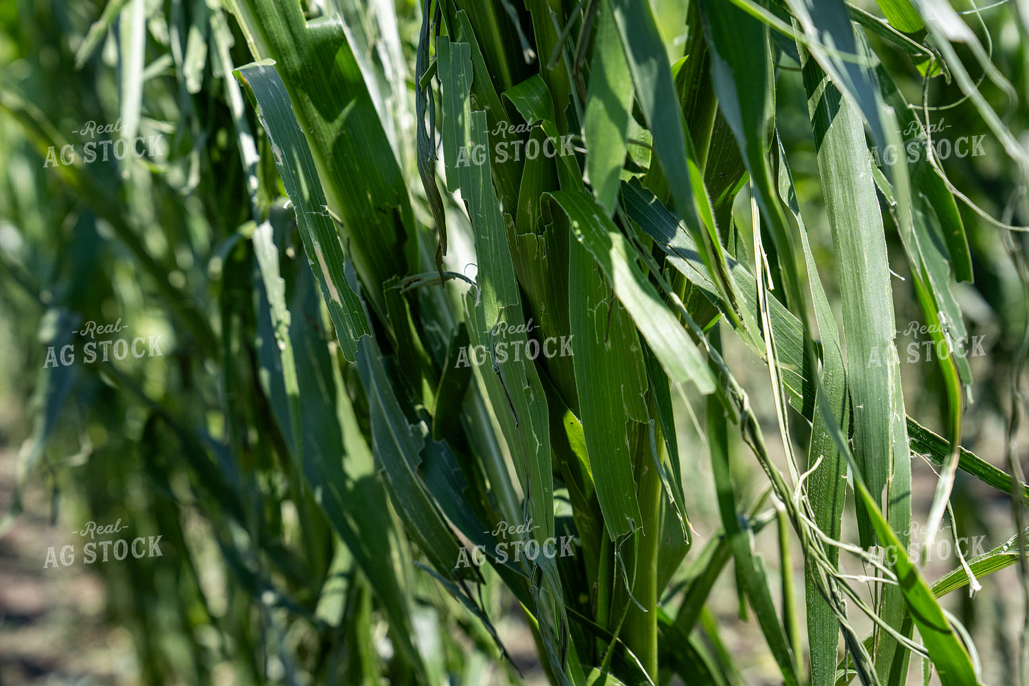 Hai Damaged Corn Field 65899