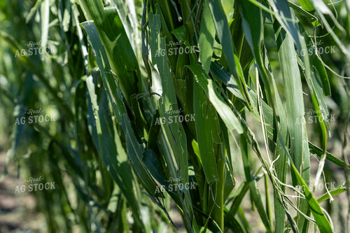 Hai Damaged Corn Field 65899