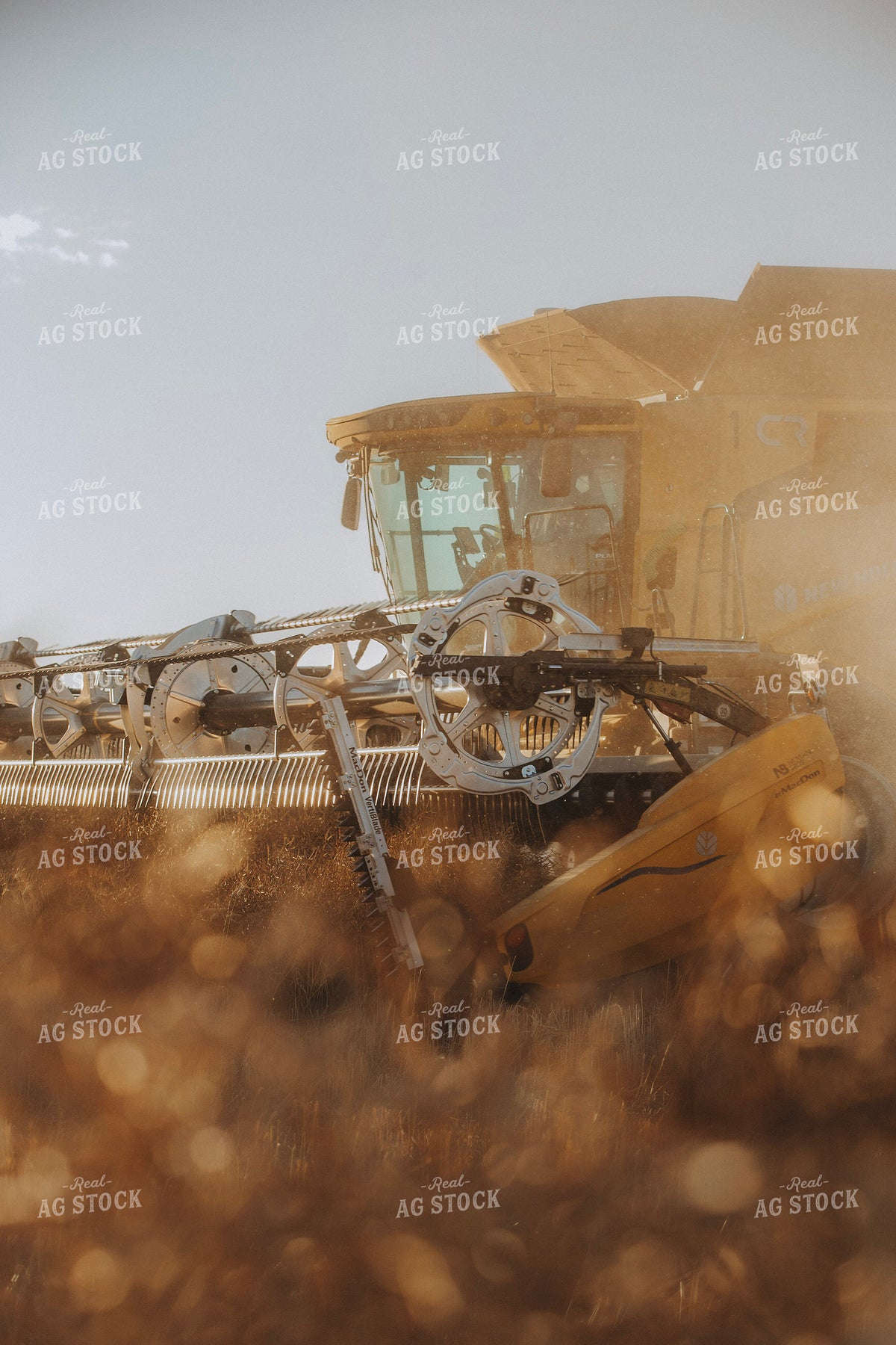 Canola Harvest 187415