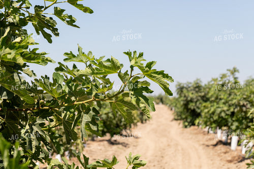 Fig Tree 276056