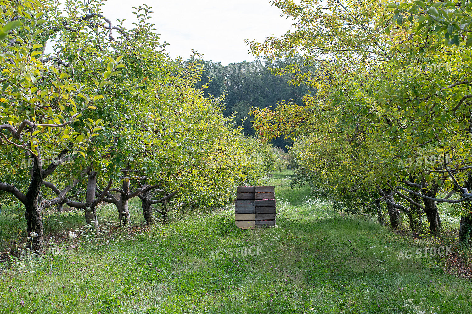 Apple Orchard 50434