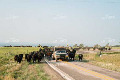 Angus Cattle on the Move 125111