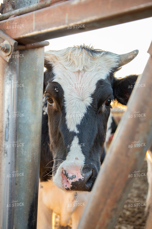 Holstein Cattle 142026