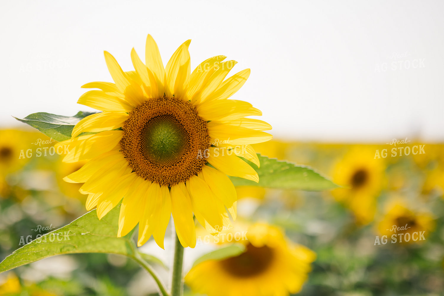 Sunflower 137075