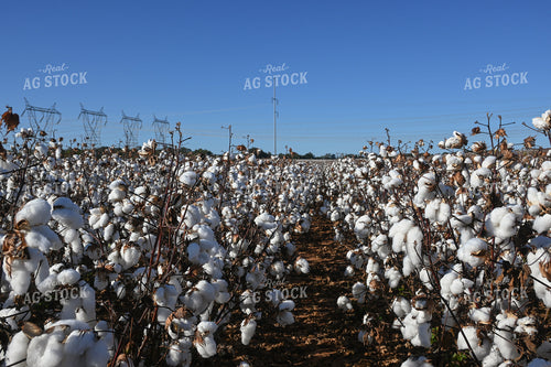 Cotton 149025