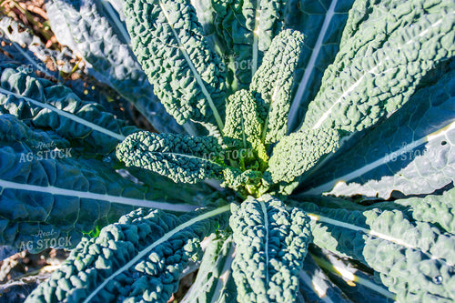Kale 50189