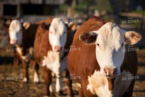 Hereford Cows in a Line 55141