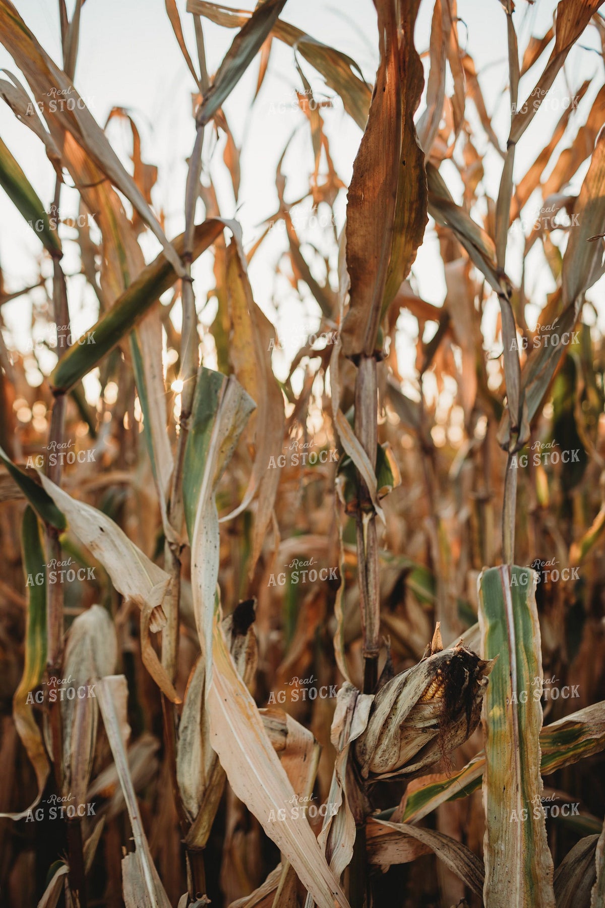 Dried Corn Stalks and Ear Ready for Harvest at Sunset 400020