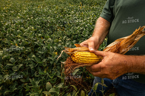 Farmer Checking Corn 270163