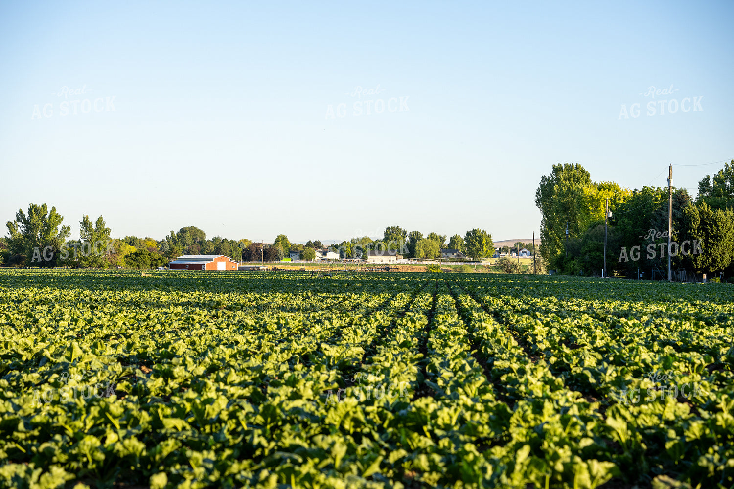 Sugar Beet Field 65818