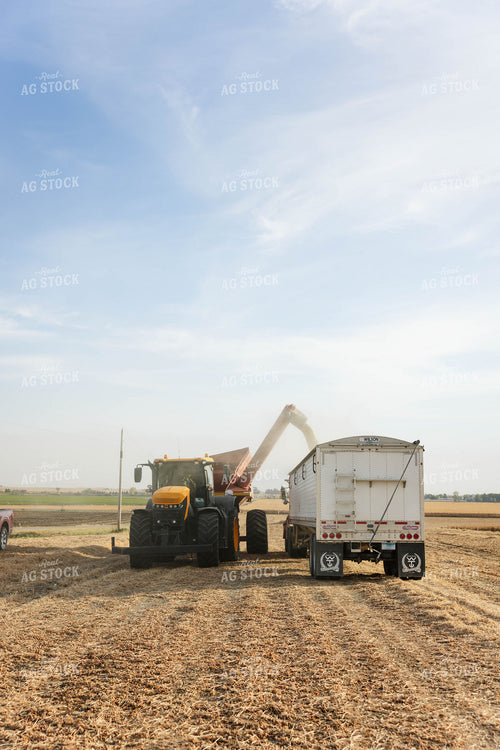 Soybean Harvest 152615