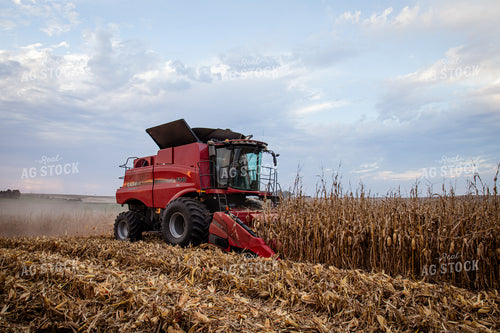 Corn Harvest 268217