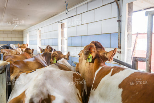 Guernsey Dairy Cows 270557