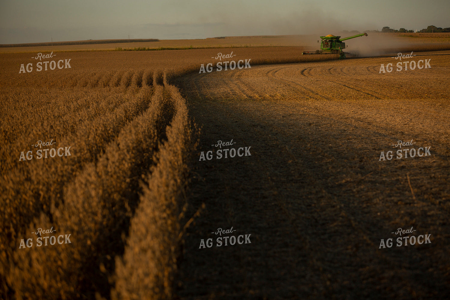 Soybean Harvest 7266