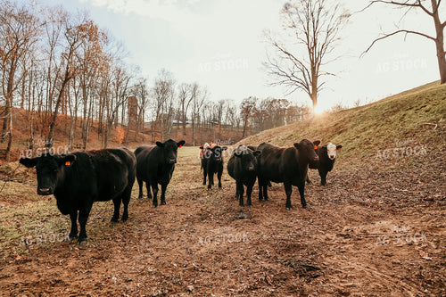 Angus Cattle on Pasture 52281