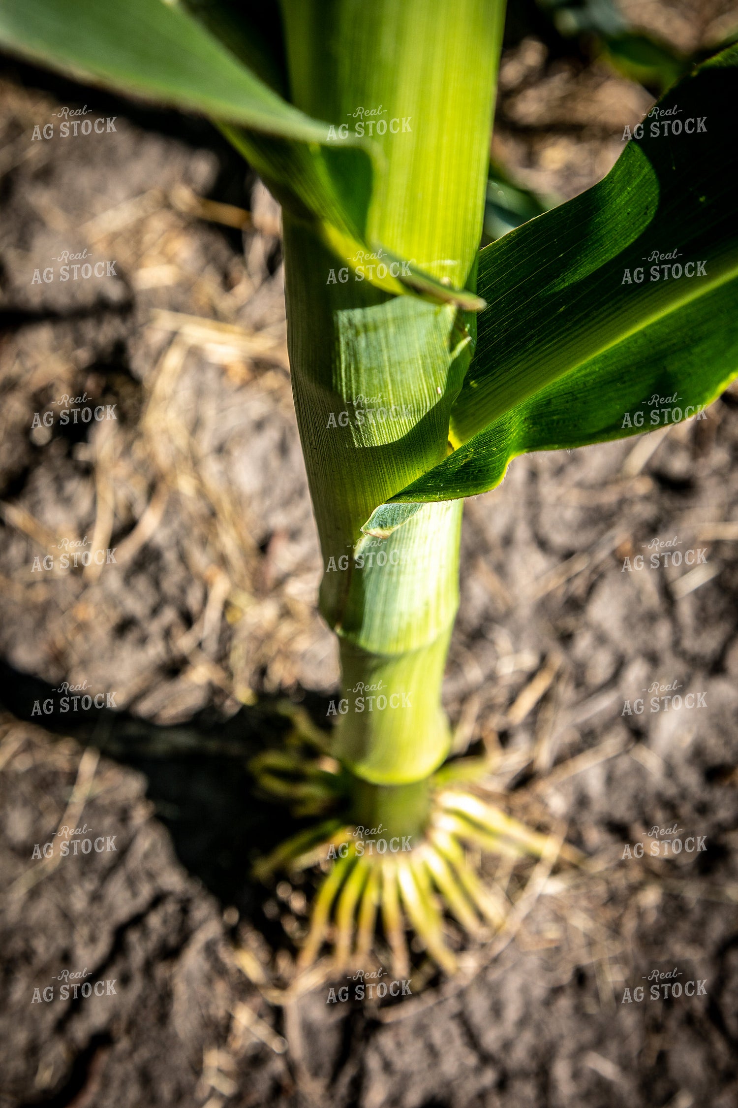 Corn Leaves 250138