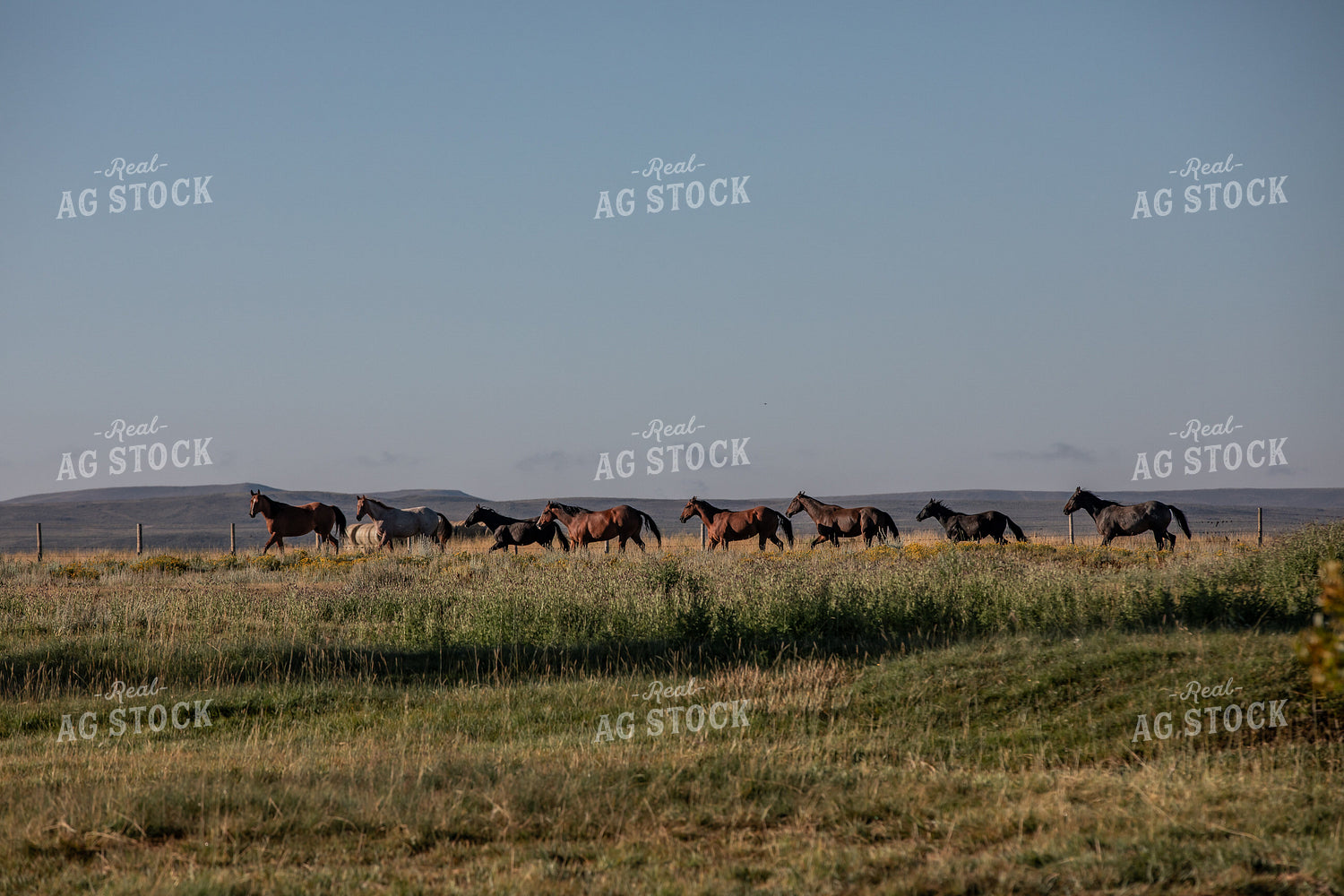Moving Horses 304003