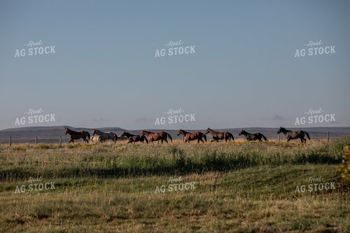 Moving Horses 304003