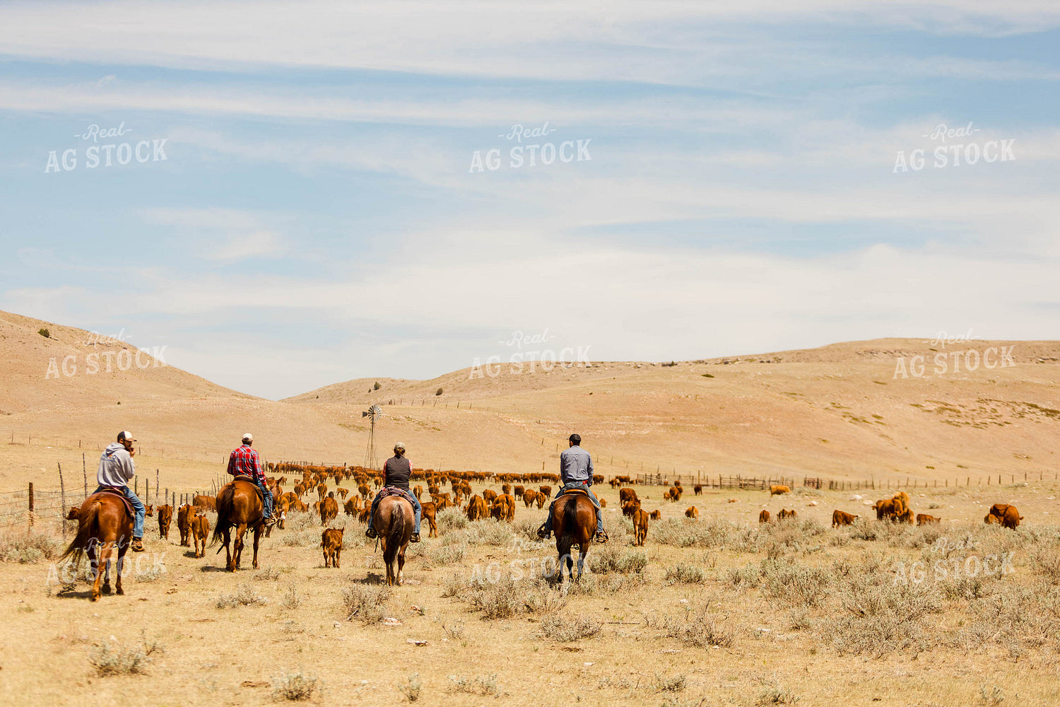 Ranchers Gathering Cattle on Horseback 97216