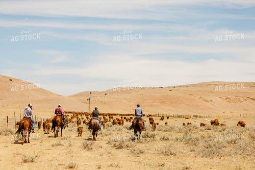 Ranchers Gathering Cattle on Horseback 97216