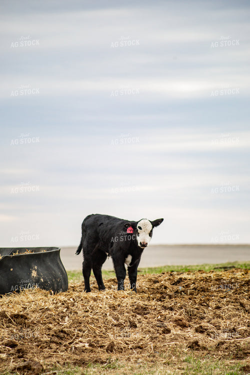 Black Baldy Calf 155702