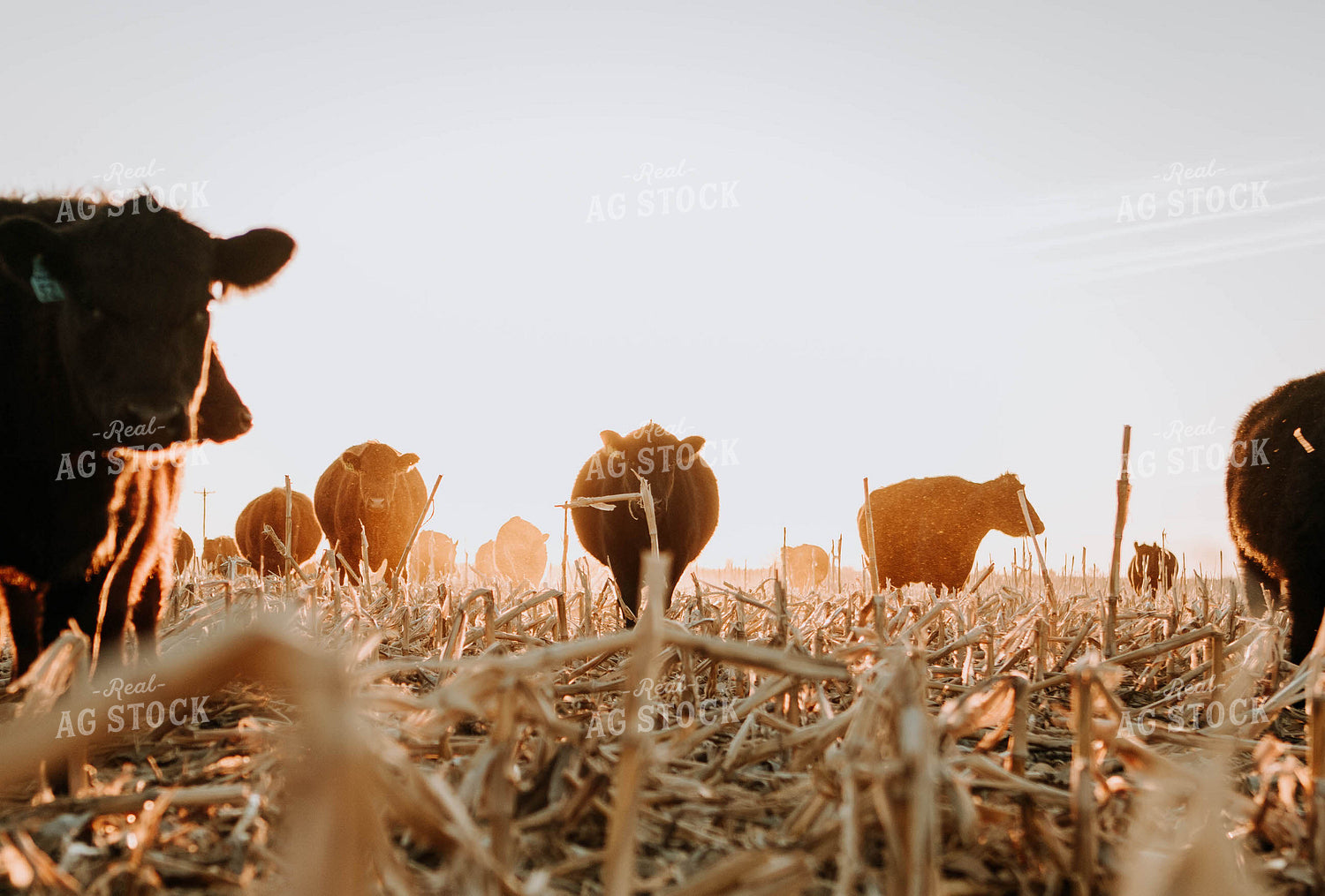 Cattle in Pasture 77227