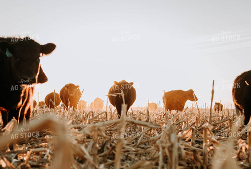 Cattle in Pasture 77227