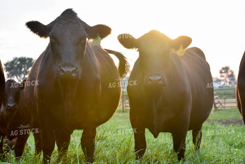 Black Angus Cattle 90013