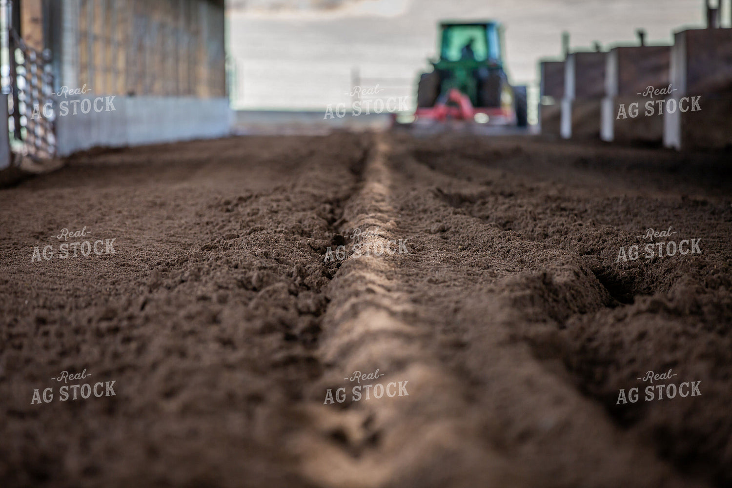 Laying Compost Bedding in Dairy Barn 270063