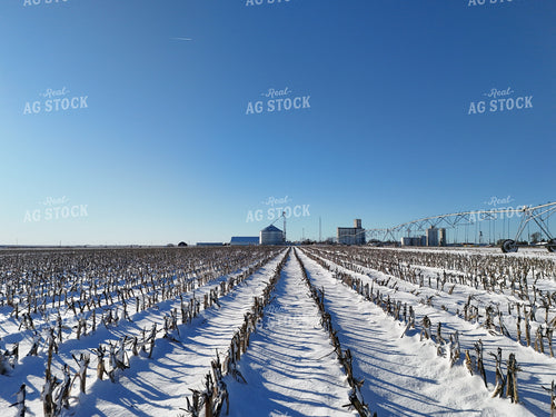 Snowy Corn Stalks 239474
