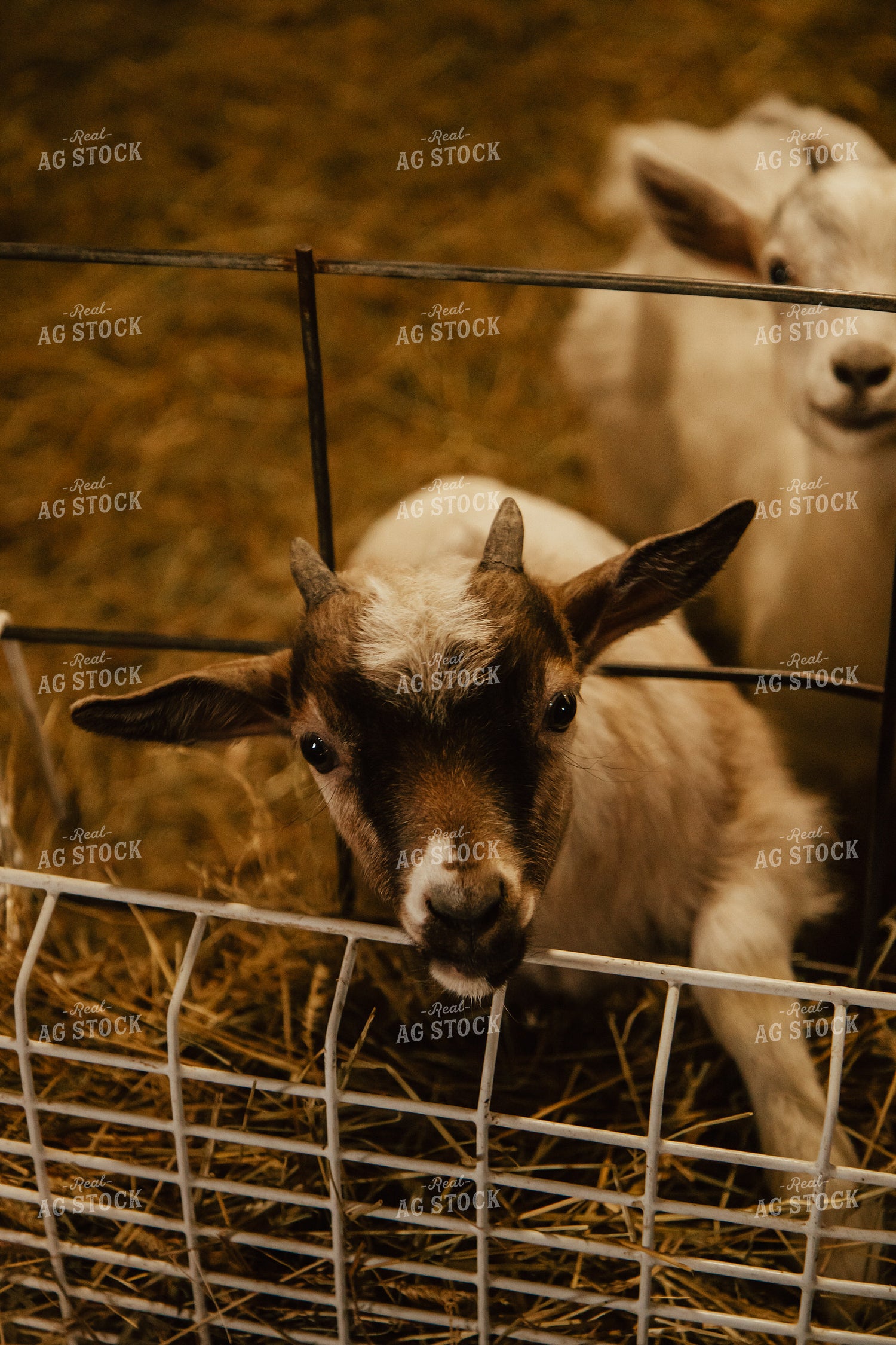 Goat 67667
