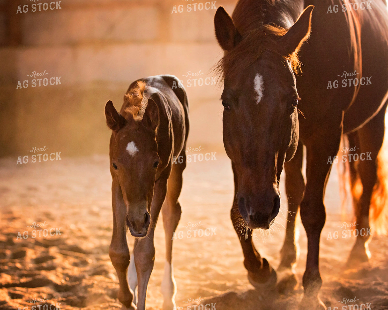 Mare and Foal 55376
