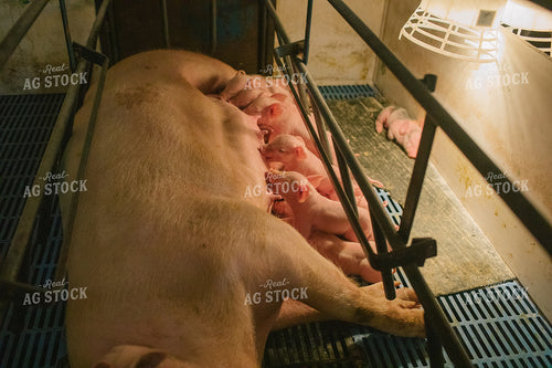 Piglets and Sow in Farrowing Stall 3240